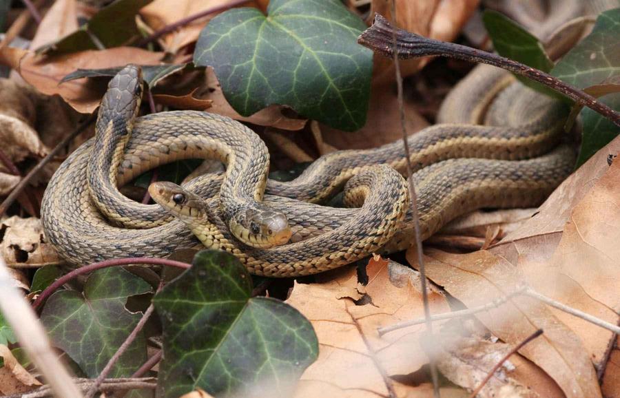 photo of 3 common garter snakes among leaf litter and ivy leaves