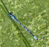photo of a damselfly