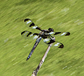 photo of a dragonfly