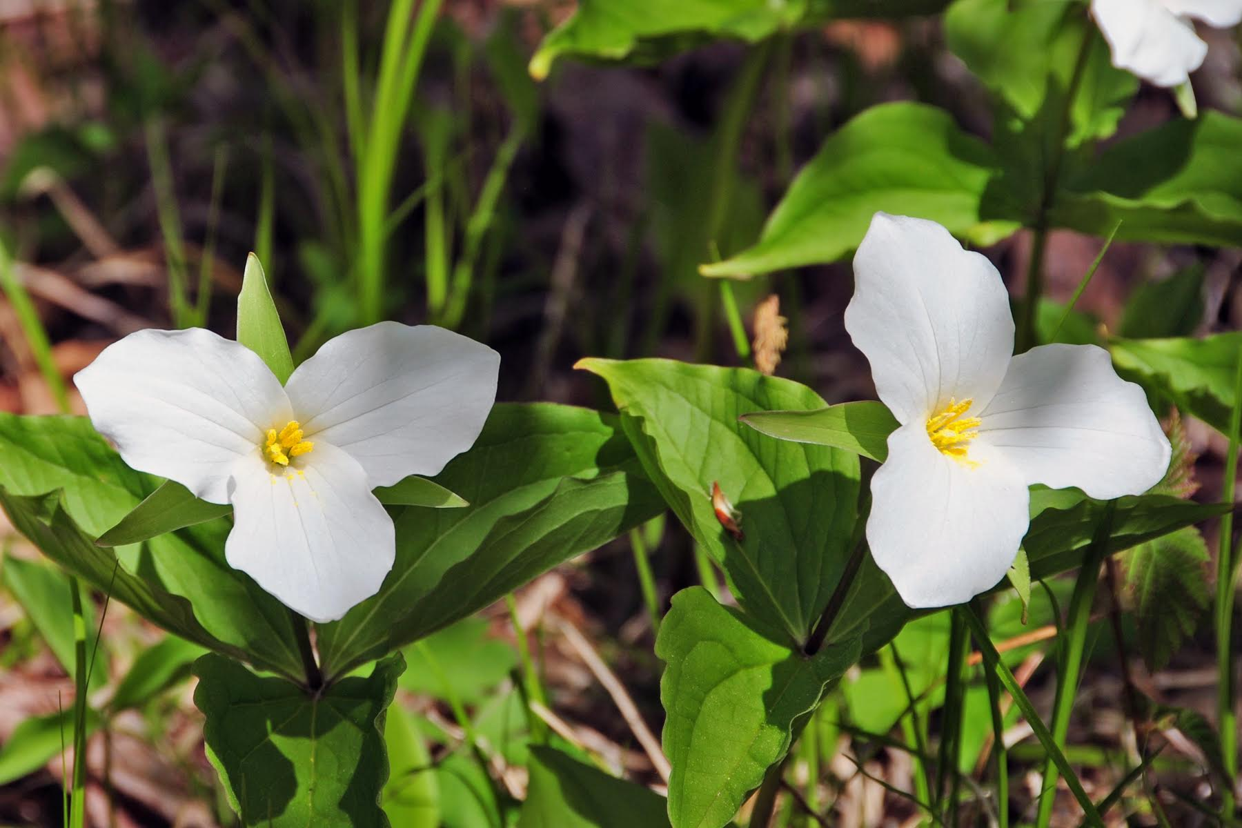 White Trillium