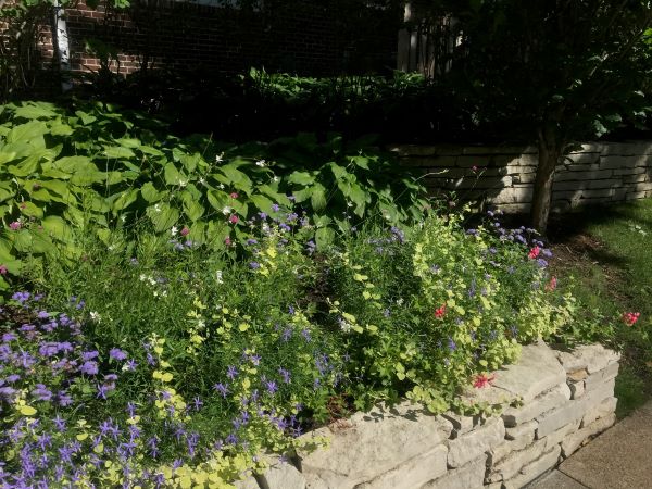 Photo of a green, native landscape. photo credit: Neely Atha.