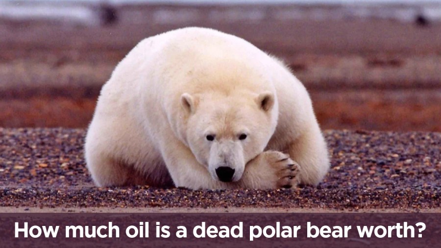 How much oil is a dead polar bear worth?