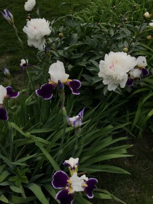 photo of flowers. Photo credit: Neely Atha