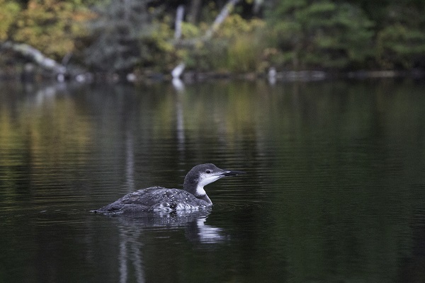 photo of juvenile loon in fall, swimming on a lake