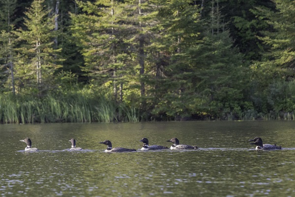 photo of loons - seven sisters