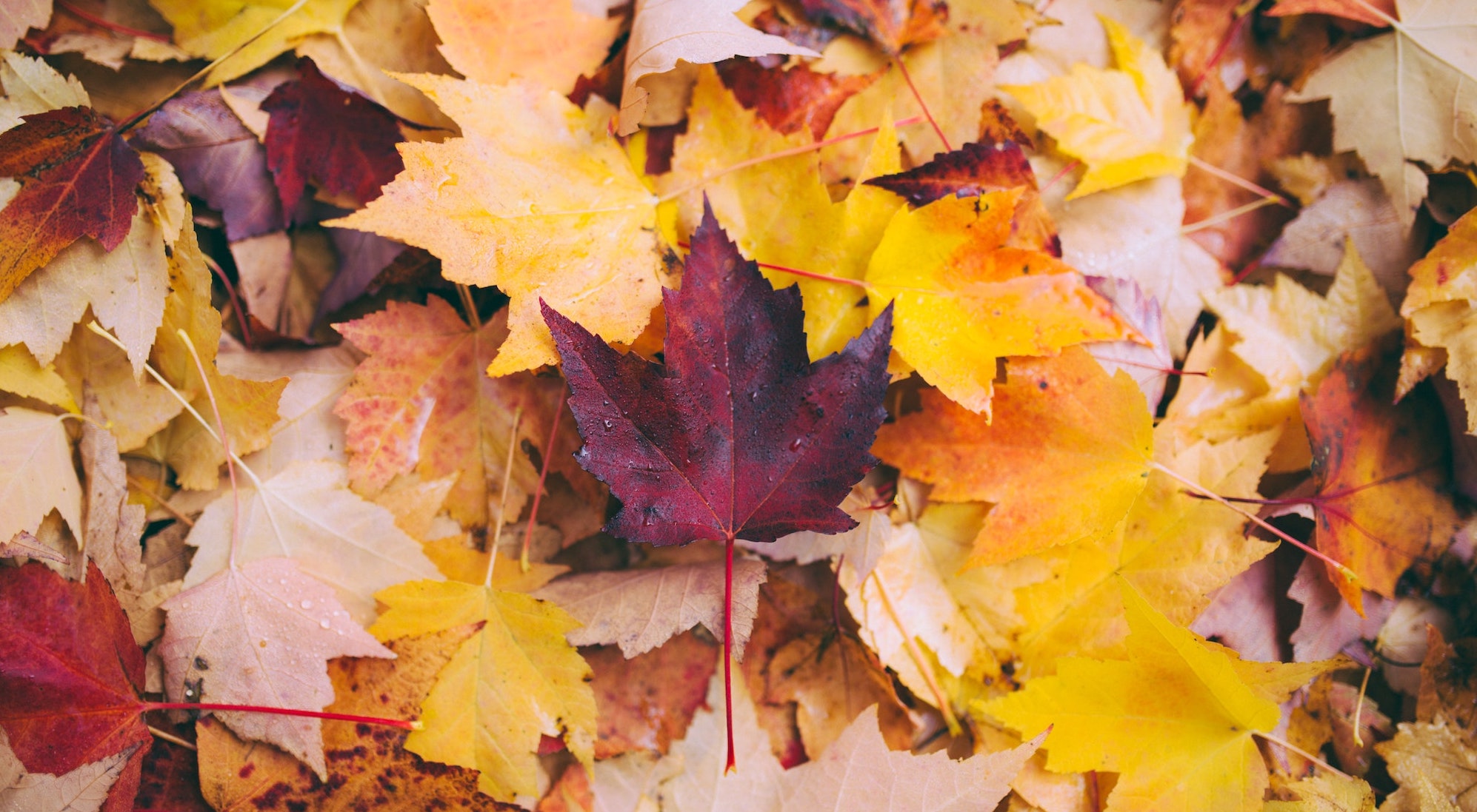 NEPA Fall Foliage Photo Contest Red, yellow, and brown Maple leaves in a pile on the ground