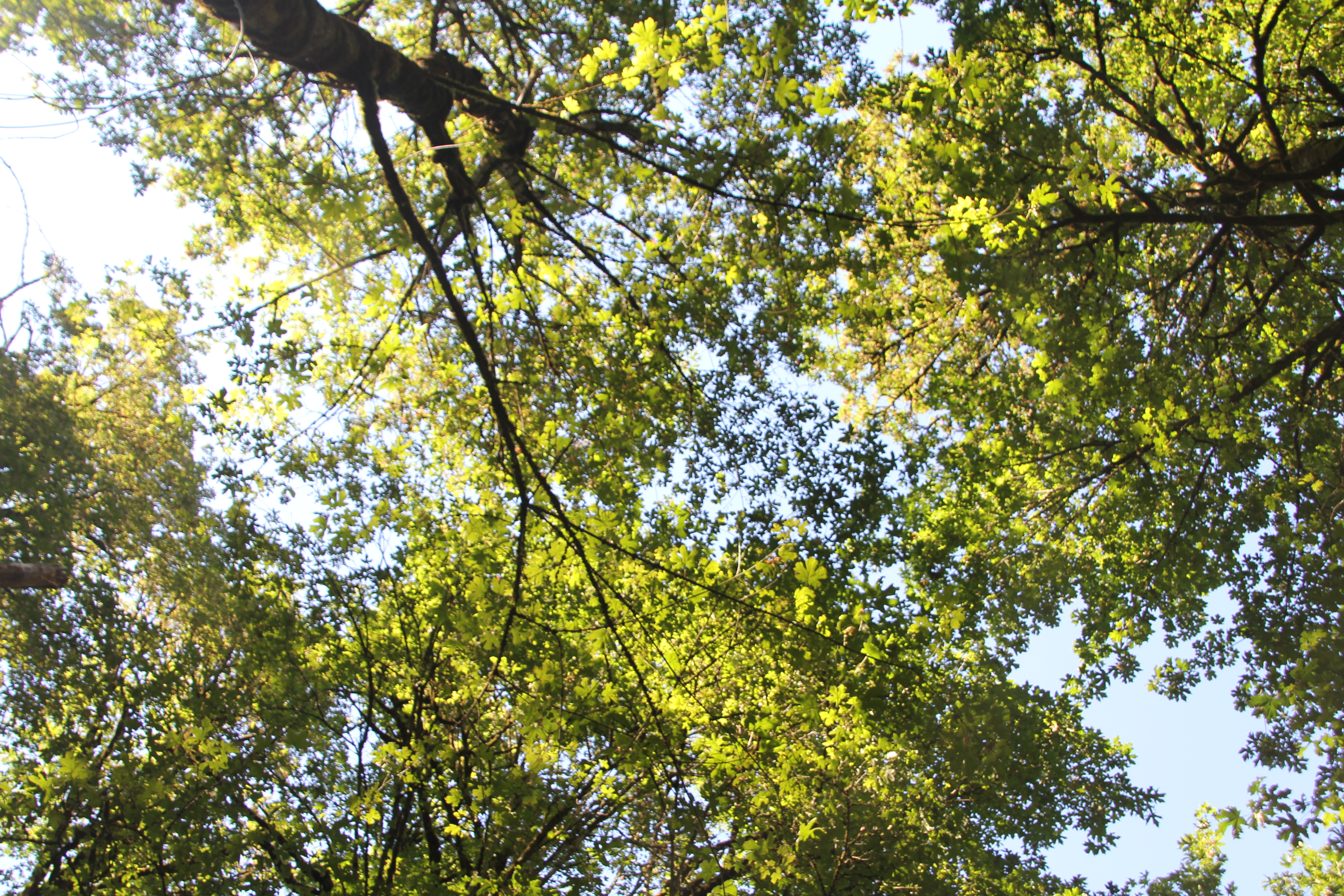 Light Filtering through the Forest Canopy
