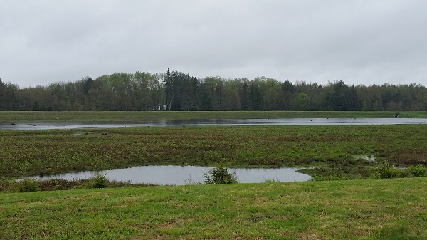 Wetlands