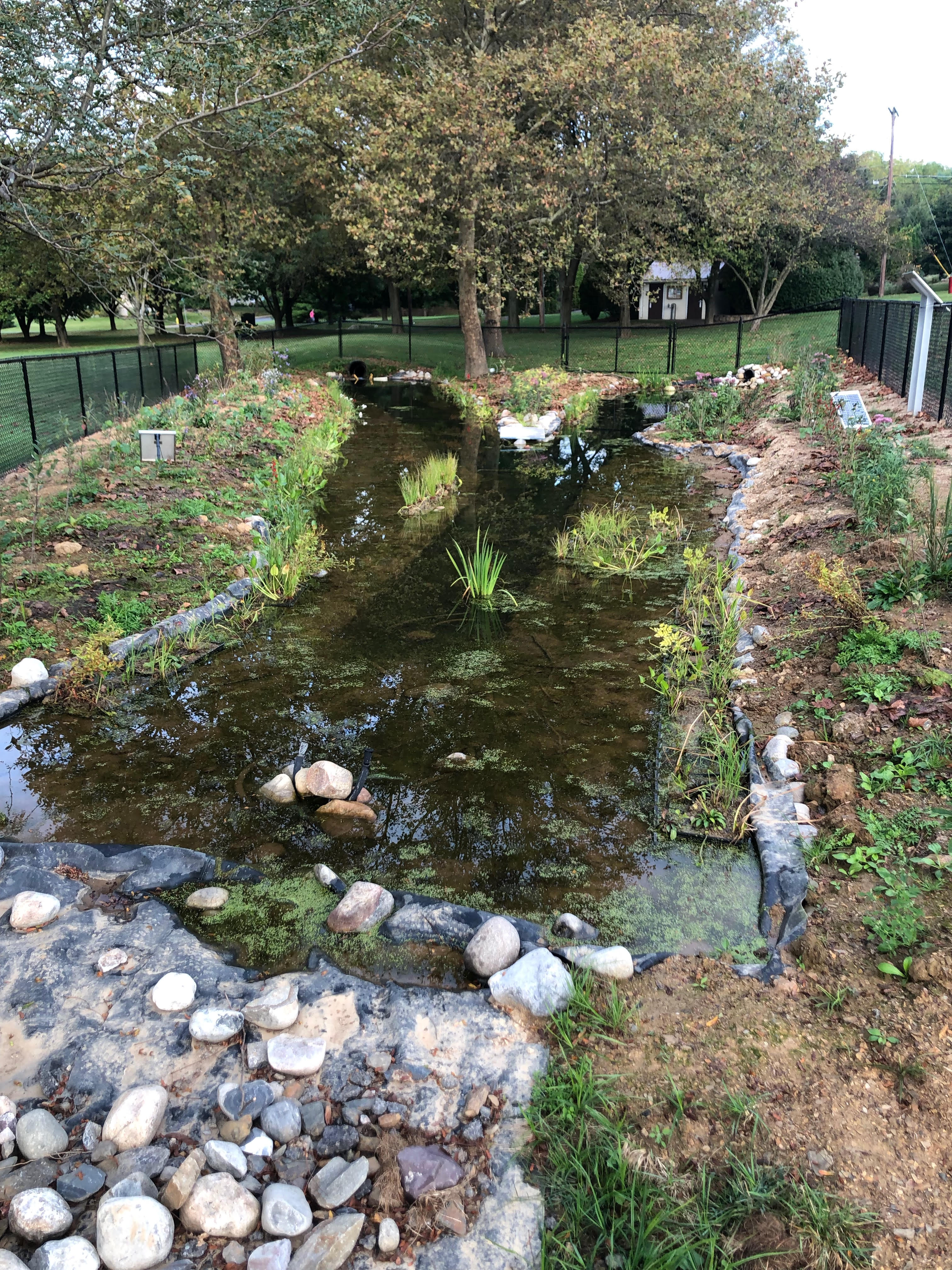 Wetland in Ricky Park