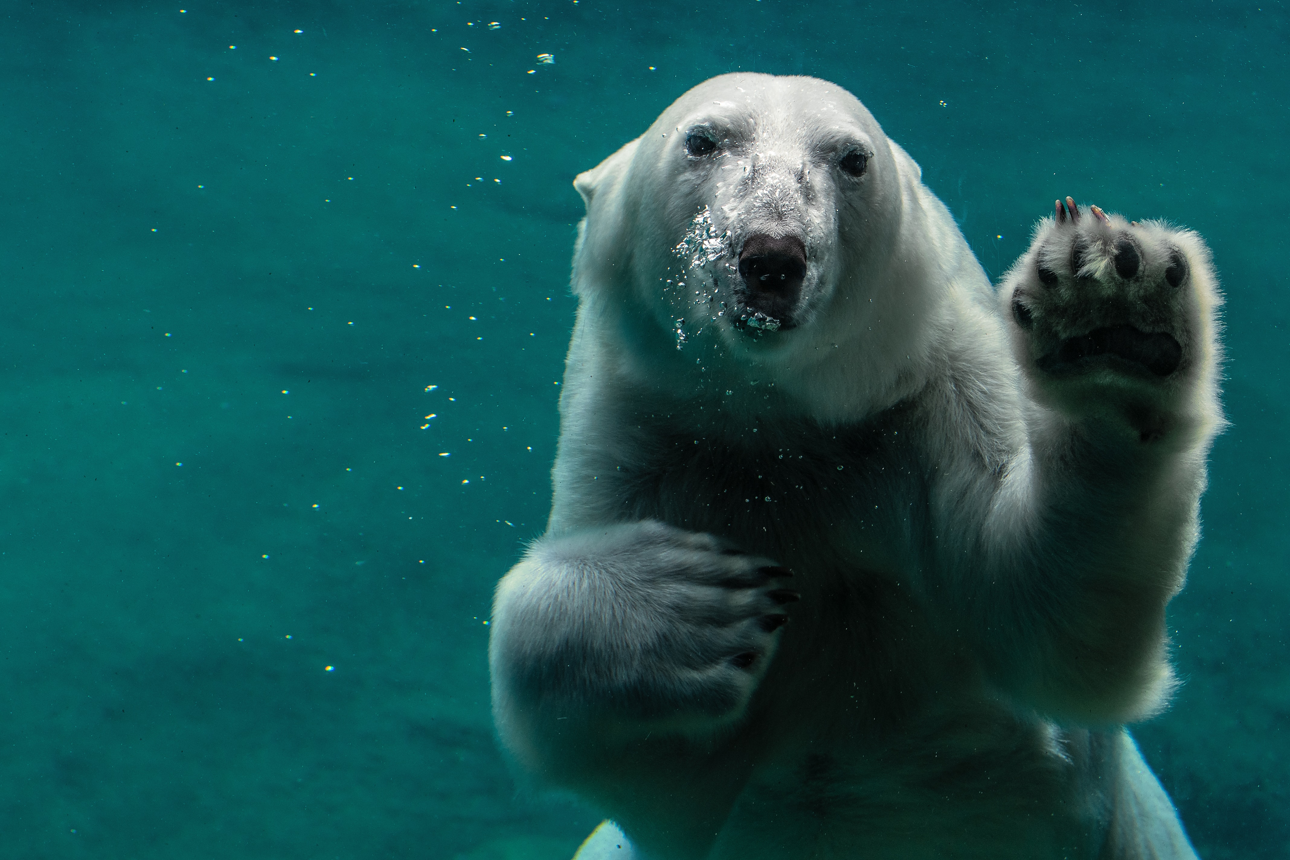 polar bear under water polar bear under water