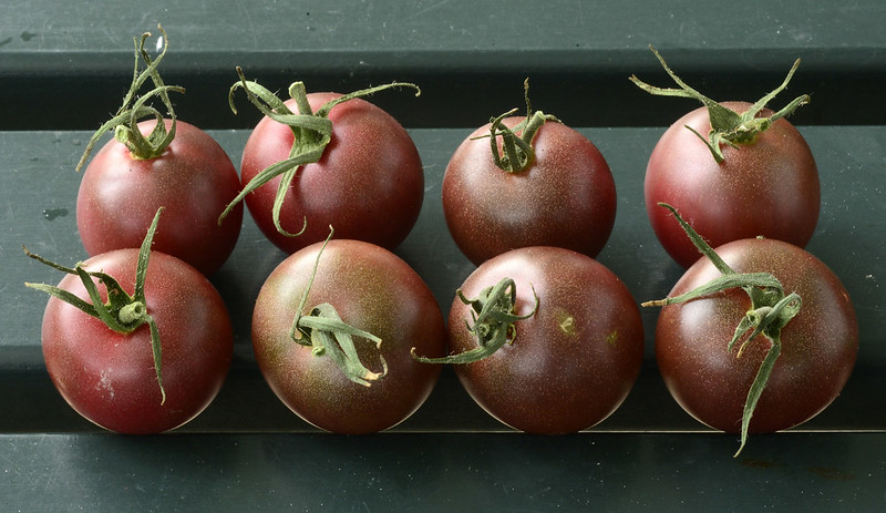 Photo of Tomato Garden 