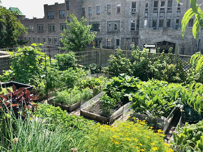 Photo of urban garden