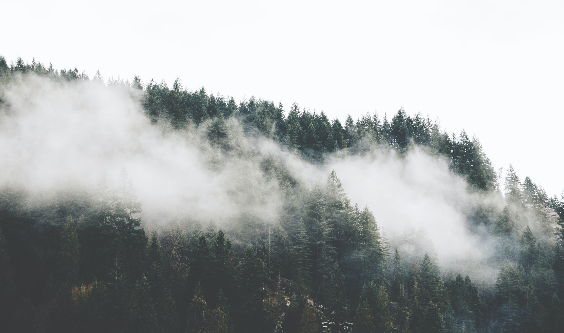 Fog settled in between dark green evergreen trees on a mountainside
