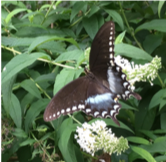 Black Swollowtail