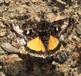 photo of Alticola Looper month