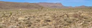 photo of Conglomerate Mesa in the distance
