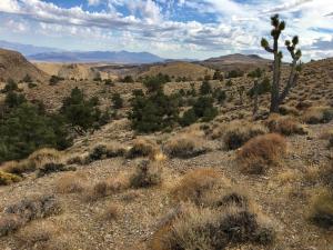 photo of Conglomerate Mesa Dragon Fly area