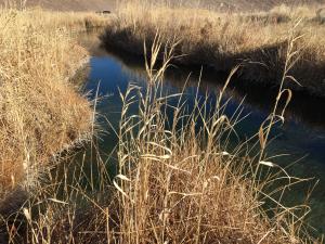 photo of a spring in Fish Slough