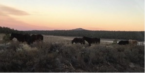 photo of wild horses on CA State Hwy Route 120E by Janet Barth