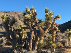 photo of Joshua Tree, Centennial Flat