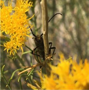photo of beetle looking at me