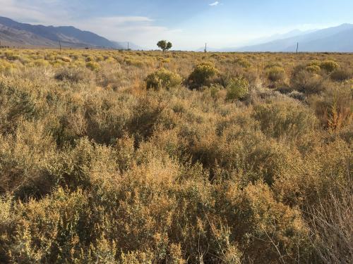 photo of McNally pasture irrigated by Well 247