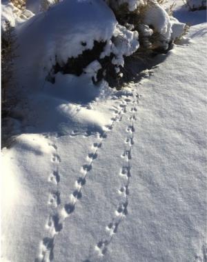photo of tracks in the snow
