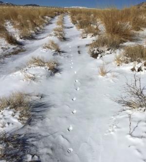 photo of coyote tracks in the snow
