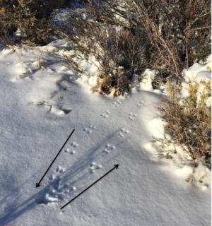 photo of mouse tracks in snow