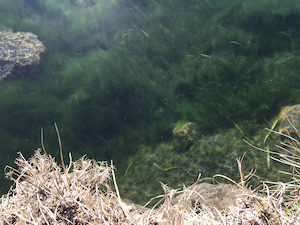 photo of Owens Pupfish swimming in a spring in Fish Slough