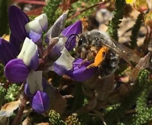 photo of bumblebee with pollen baskets