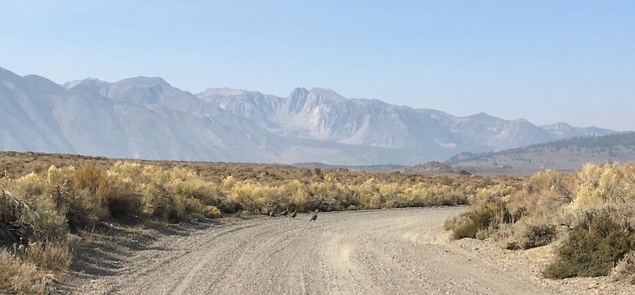 photo of sage grouse crossing Antelope Springs Rd.
