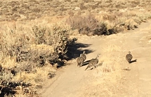 photo of Bi-state sage grouse