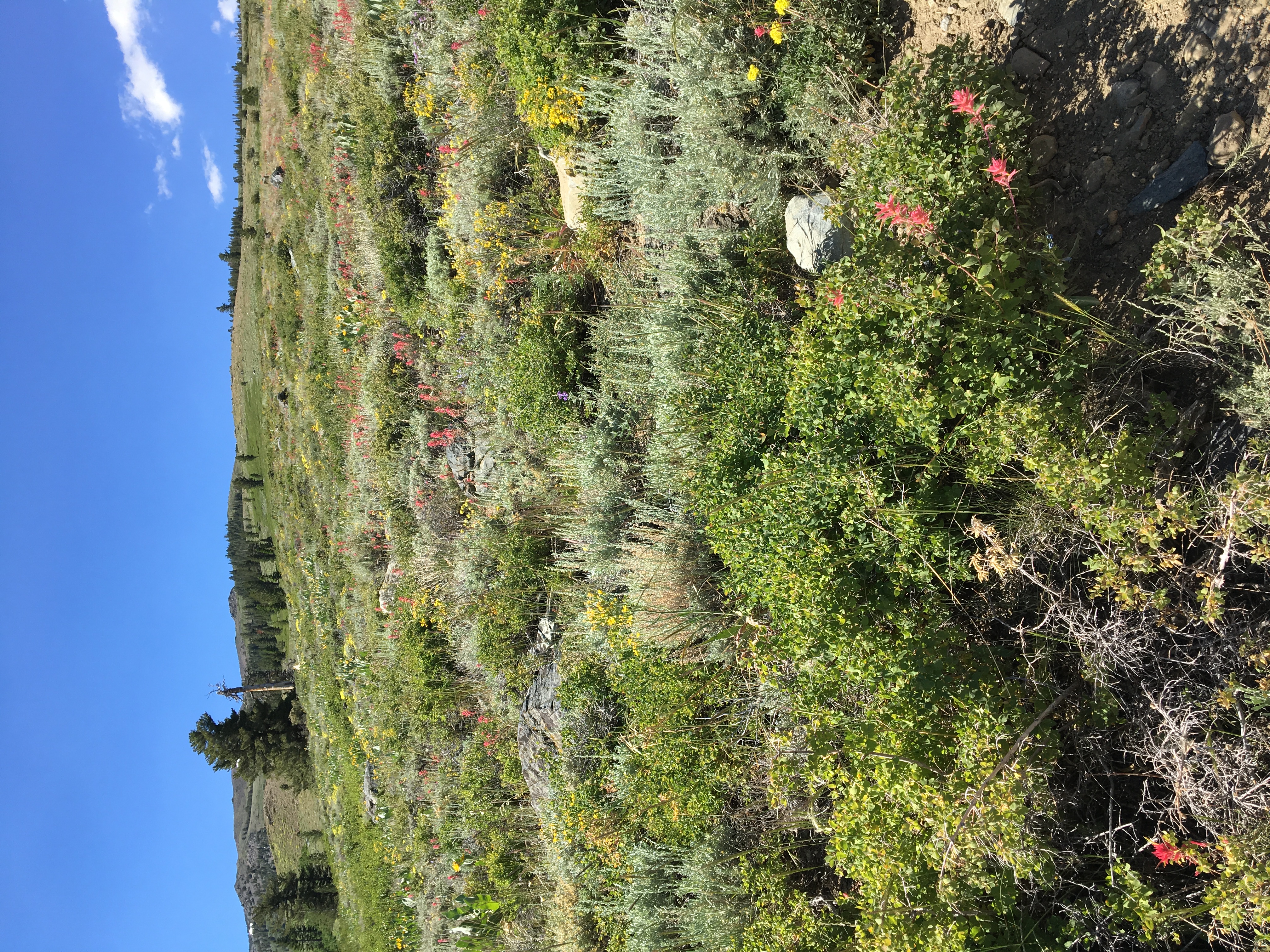 photo of slope of wildflowers