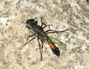 photo of wasp eating a larva