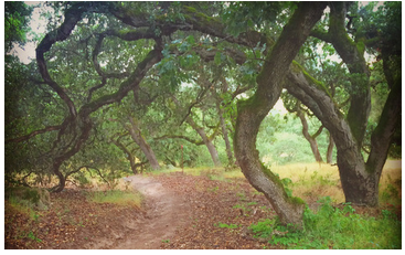 peaceful oak woodlands at Taylor Mountain Regional Park