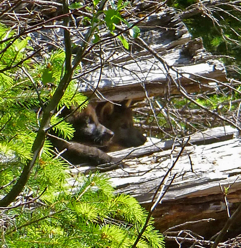 Gray Wolf