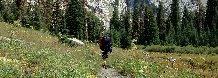 New Wilderness