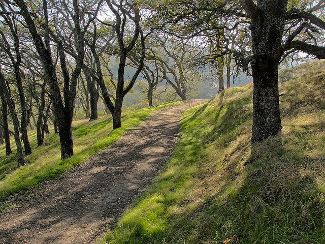Briones Regional Park. Photo courtesy Miguel Vieira on Flickr Creative Commons.