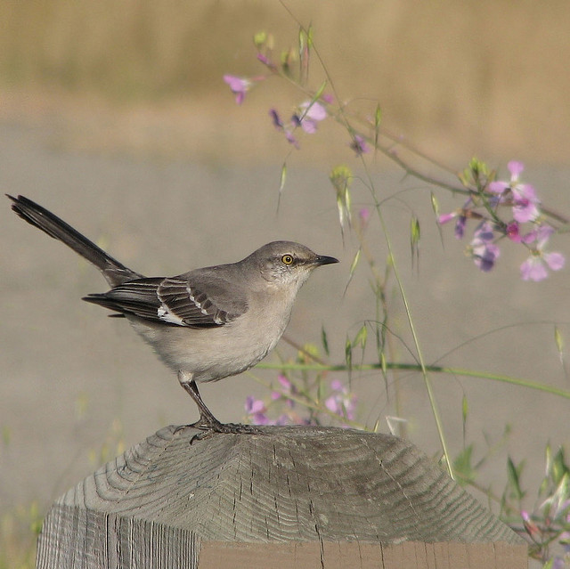 Northern mockingbird at the Eastshore State Park. Photo by Jack Wolf on Flickr Creative Commons.
