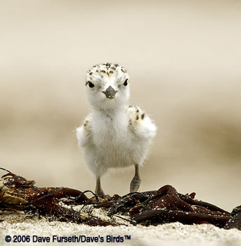 Snowy Plover