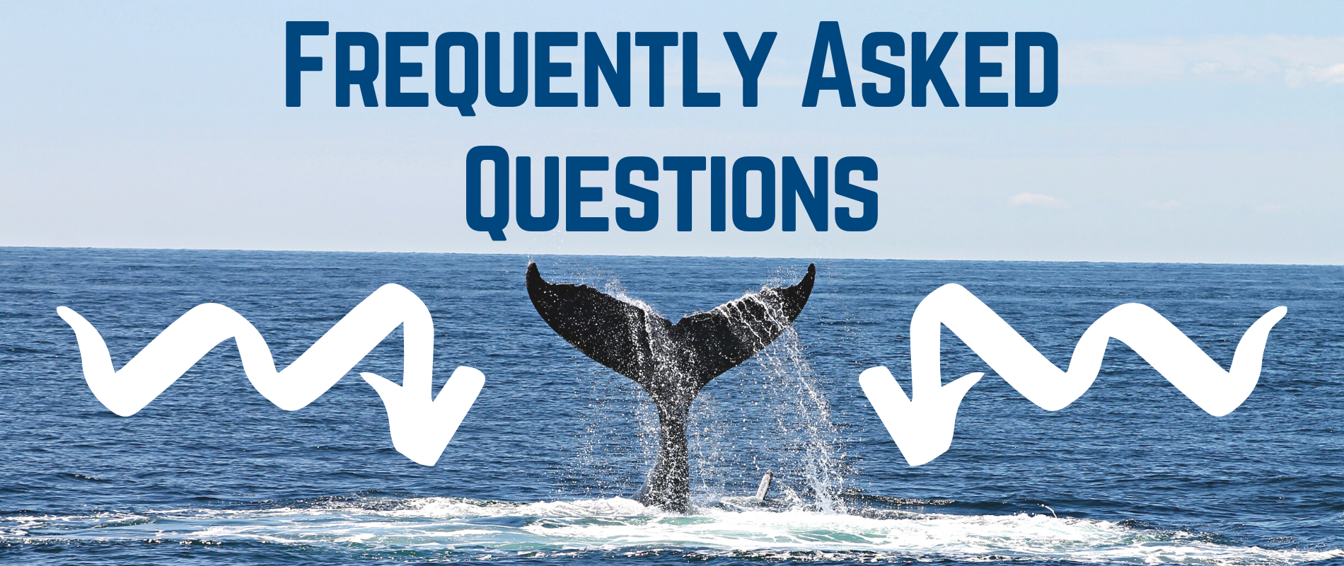 FAQ with whale tail