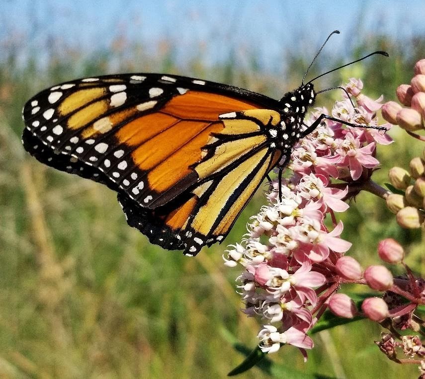 Butterfly Garden Guidelines
