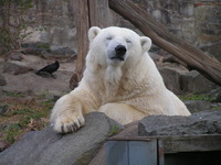 polar bear