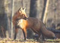 red fox