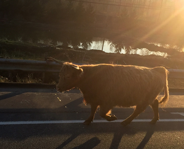 strolling bull in Washington
