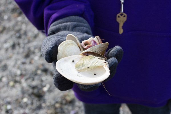 shells at Saltwater State Park