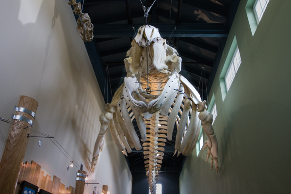 Whale skeleton at MAST Center