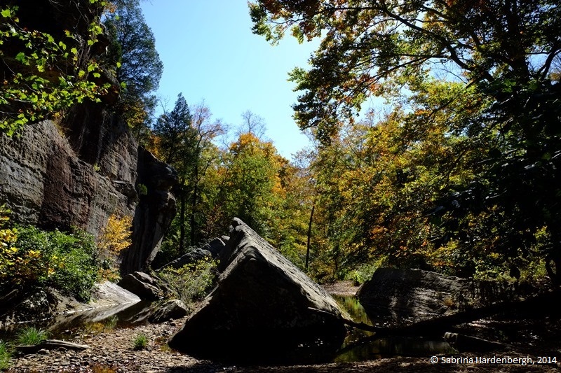 Nature: trees and bluffs at Bell Smith Springs