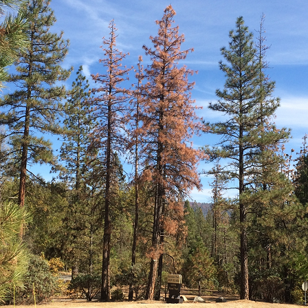 A pine tree killed by bark-beetle infestation is flanked by green healthy trees